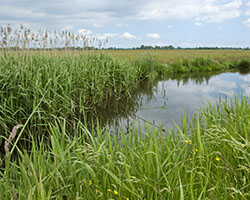 wetlands-250x200